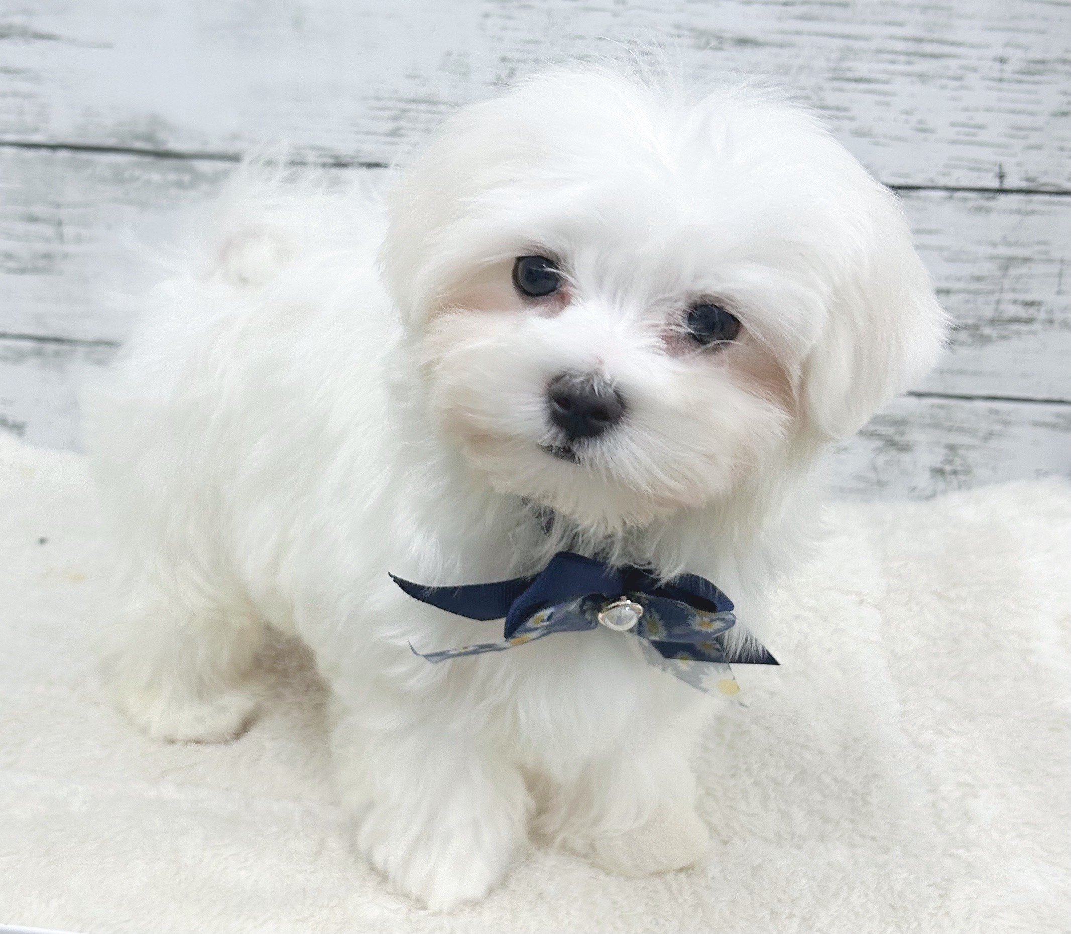 マルチーズ ｜ペット検索｜ペット大好き！